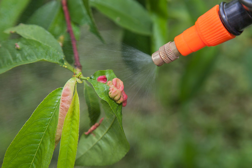 fungicide for plants